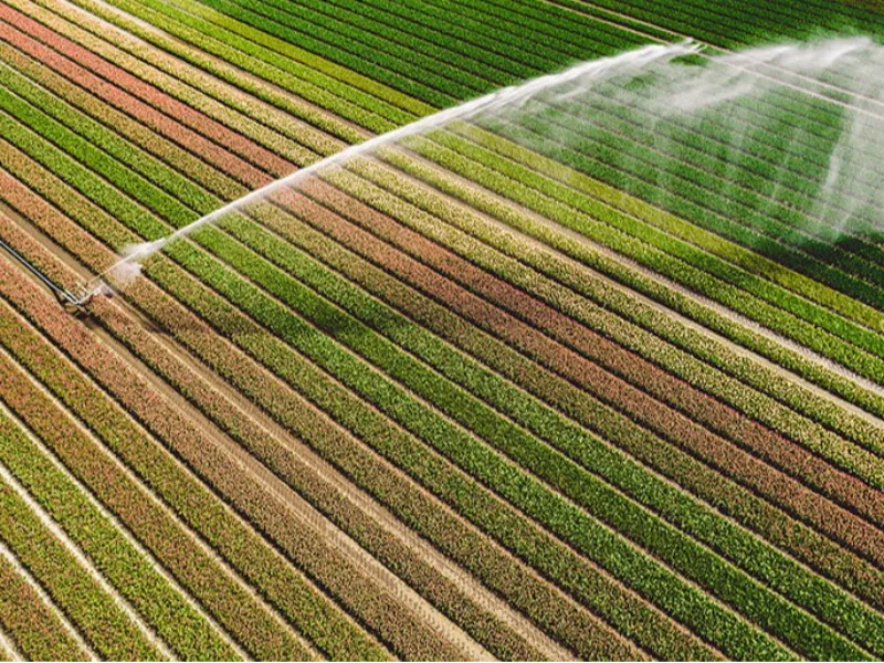 EM AJUSTES, AÇÚCAR OPERA COM ALTA FORTE NAS BOLSAS DE NY E LONDRES NESTA 2ª FEIRA