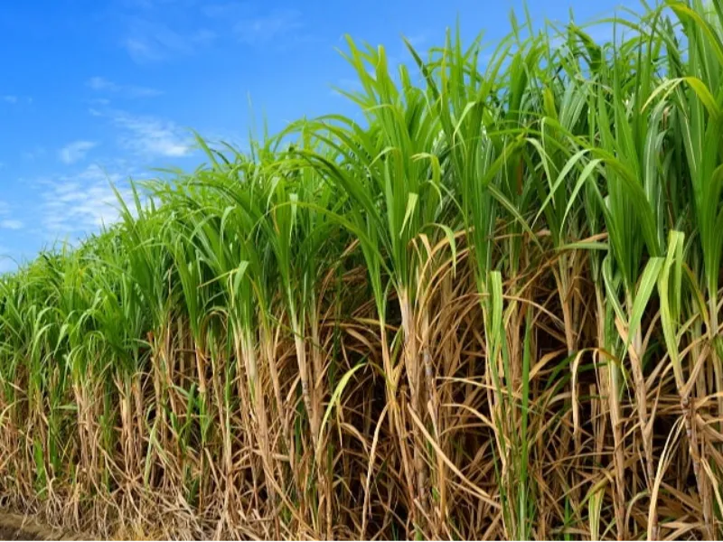 EM AJUSTES, AÇÚCAR OPERA COM ALTA FORTE NAS BOLSAS DE NY E LONDRES NESTA 2ª FEIRA