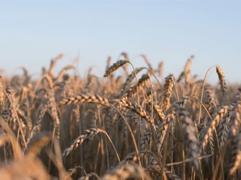 EM AJUSTES, AÇÚCAR OPERA COM ALTA FORTE NAS BOLSAS DE NY E LONDRES NESTA 2ª FEIRA