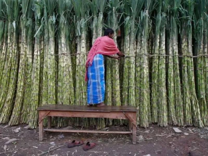 EM AJUSTES, AÇÚCAR OPERA COM ALTA FORTE NAS BOLSAS DE NY E LONDRES NESTA 2ª FEIRA