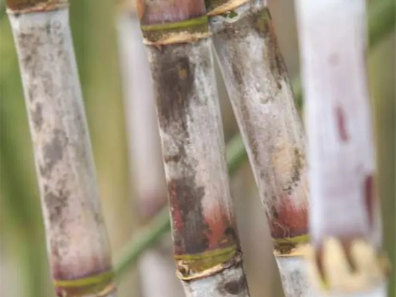 EM AJUSTES, AÇÚCAR OPERA COM ALTA FORTE NAS BOLSAS DE NY E LONDRES NESTA 2ª FEIRA