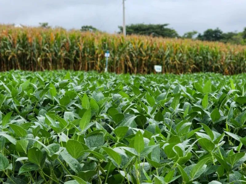 EM AJUSTES, AÇÚCAR OPERA COM ALTA FORTE NAS BOLSAS DE NY E LONDRES NESTA 2ª FEIRA