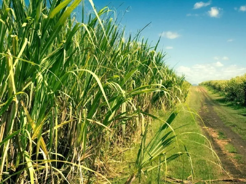 EM AJUSTES, AÇÚCAR OPERA COM ALTA FORTE NAS BOLSAS DE NY E LONDRES NESTA 2ª FEIRA