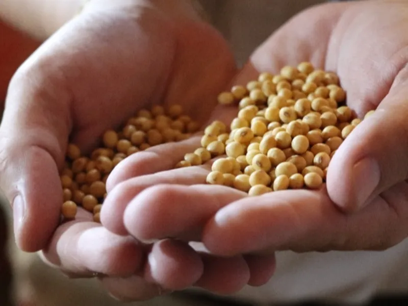 EM AJUSTES, AÇÚCAR OPERA COM ALTA FORTE NAS BOLSAS DE NY E LONDRES NESTA 2ª FEIRA