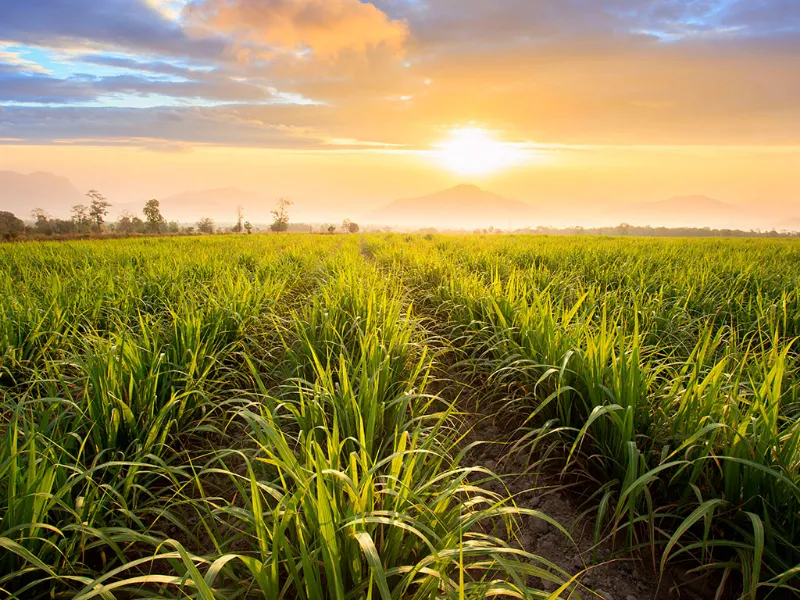 EM AJUSTES, AÇÚCAR OPERA COM ALTA FORTE NAS BOLSAS DE NY E LONDRES NESTA 2ª FEIRA
