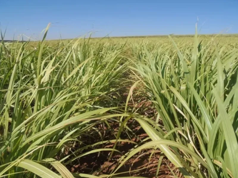 EM AJUSTES, AÇÚCAR OPERA COM ALTA FORTE NAS BOLSAS DE NY E LONDRES NESTA 2ª FEIRA