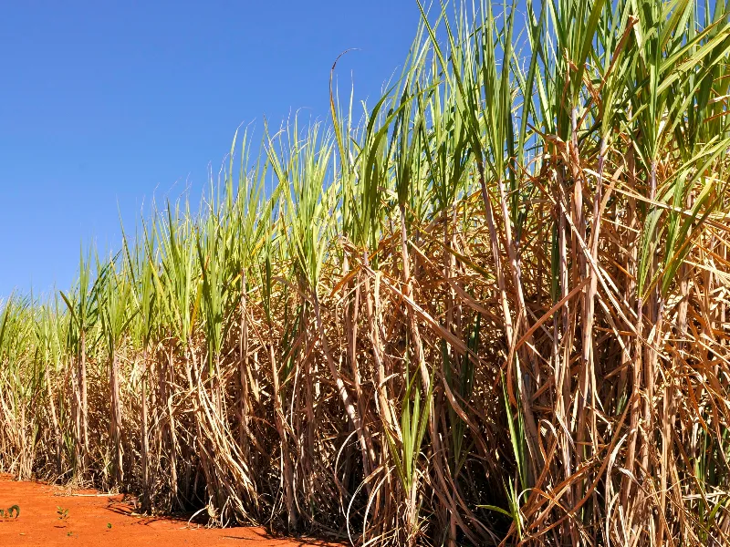 EM AJUSTES, AÇÚCAR OPERA COM ALTA FORTE NAS BOLSAS DE NY E LONDRES NESTA 2ª FEIRA