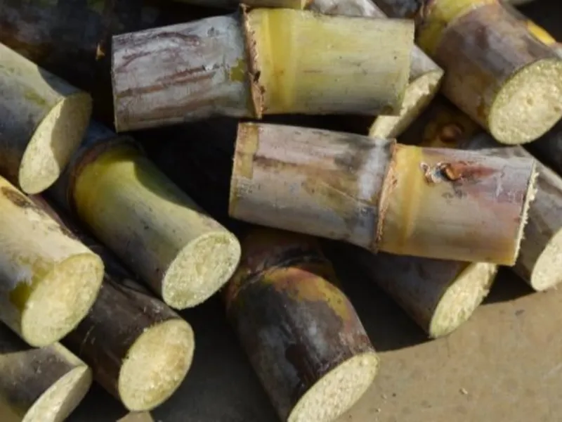 EM AJUSTES, AÇÚCAR OPERA COM ALTA FORTE NAS BOLSAS DE NY E LONDRES NESTA 2ª FEIRA