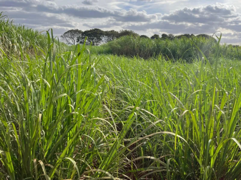 EM AJUSTES, AÇÚCAR OPERA COM ALTA FORTE NAS BOLSAS DE NY E LONDRES NESTA 2ª FEIRA