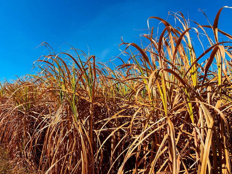 EM AJUSTES, AÇÚCAR OPERA COM ALTA FORTE NAS BOLSAS DE NY E LONDRES NESTA 2ª FEIRA