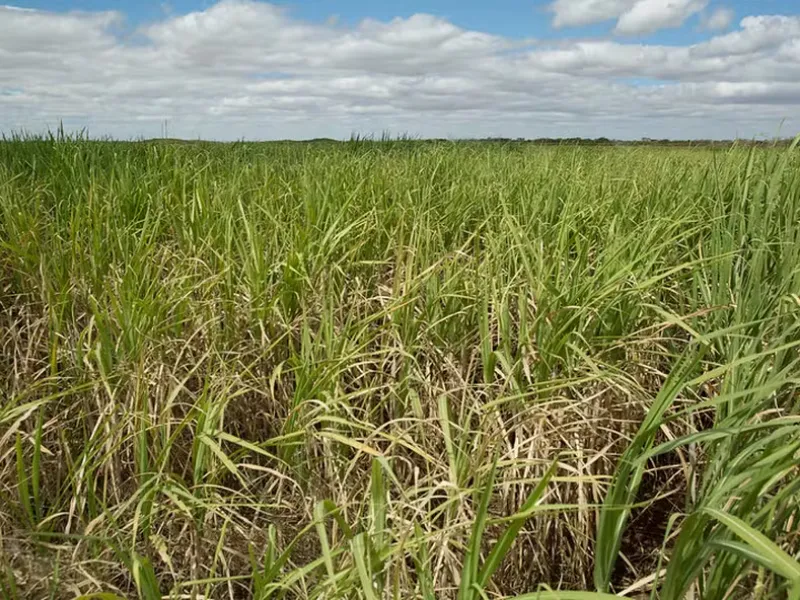 EM AJUSTES, AÇÚCAR OPERA COM ALTA FORTE NAS BOLSAS DE NY E LONDRES NESTA 2ª FEIRA