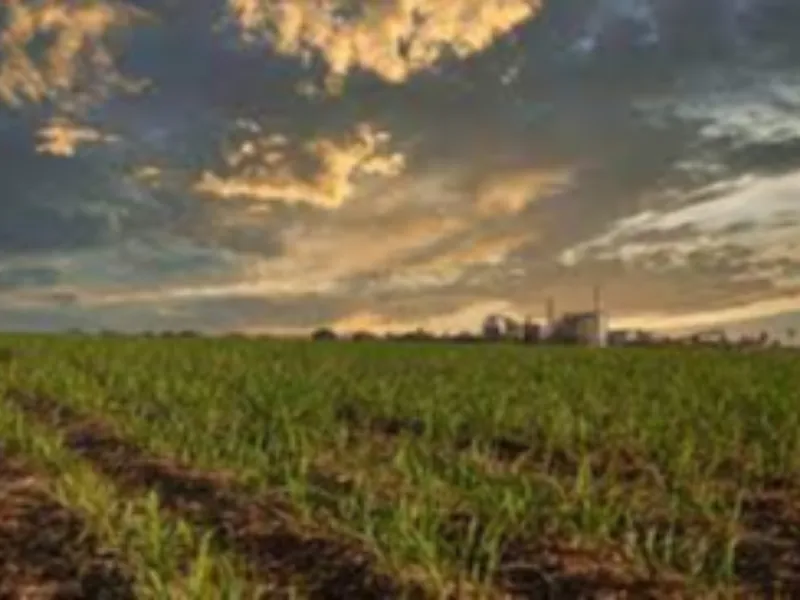 EM AJUSTES, AÇÚCAR OPERA COM ALTA FORTE NAS BOLSAS DE NY E LONDRES NESTA 2ª FEIRA