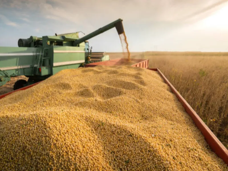 EM AJUSTES, AÇÚCAR OPERA COM ALTA FORTE NAS BOLSAS DE NY E LONDRES NESTA 2ª FEIRA