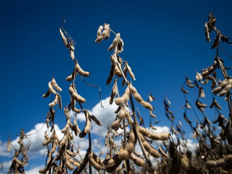 EM AJUSTES, AÇÚCAR OPERA COM ALTA FORTE NAS BOLSAS DE NY E LONDRES NESTA 2ª FEIRA