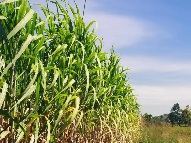 EM AJUSTES, AÇÚCAR OPERA COM ALTA FORTE NAS BOLSAS DE NY E LONDRES NESTA 2ª FEIRA