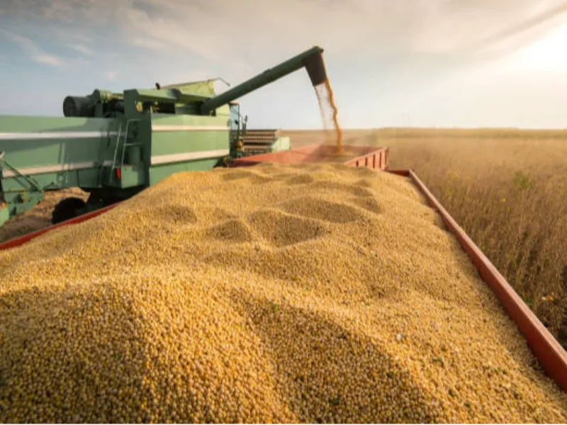 EM AJUSTES, AÇÚCAR OPERA COM ALTA FORTE NAS BOLSAS DE NY E LONDRES NESTA 2ª FEIRA