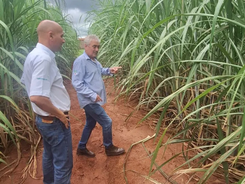 EM AJUSTES, AÇÚCAR OPERA COM ALTA FORTE NAS BOLSAS DE NY E LONDRES NESTA 2ª FEIRA