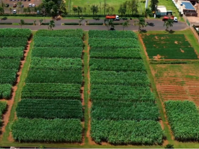 EM AJUSTES, AÇÚCAR OPERA COM ALTA FORTE NAS BOLSAS DE NY E LONDRES NESTA 2ª FEIRA